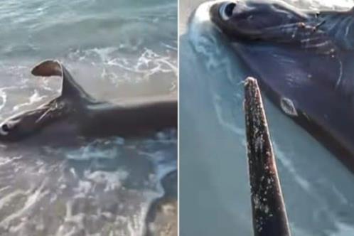 Encuentran tiburón apuñalado por pez espada en Libia